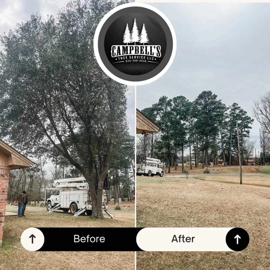 Hazardous Tree Removal - before
