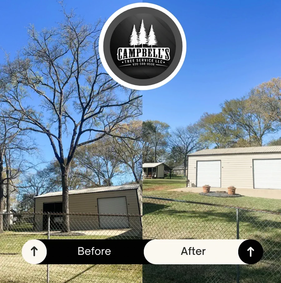 Completed tree removal by Campbell's Tree Service in Shelby County, Texas