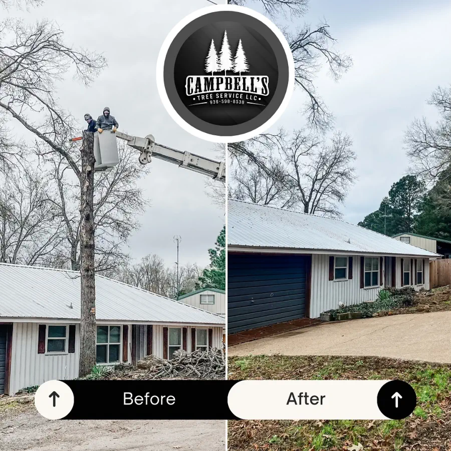 Tree Trimming & Shaping - before