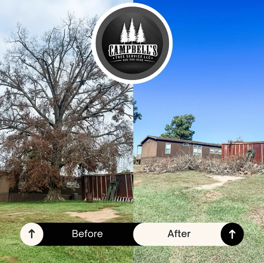 Stump Removal - after
