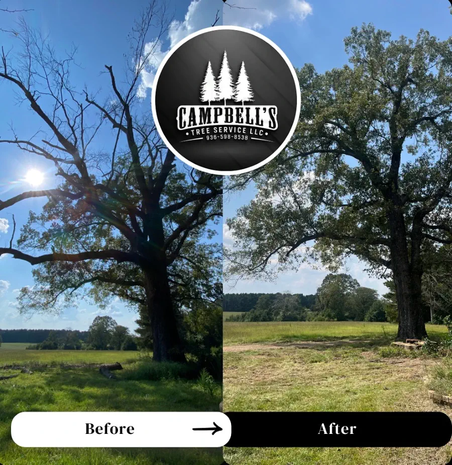 Property Cleanup - after