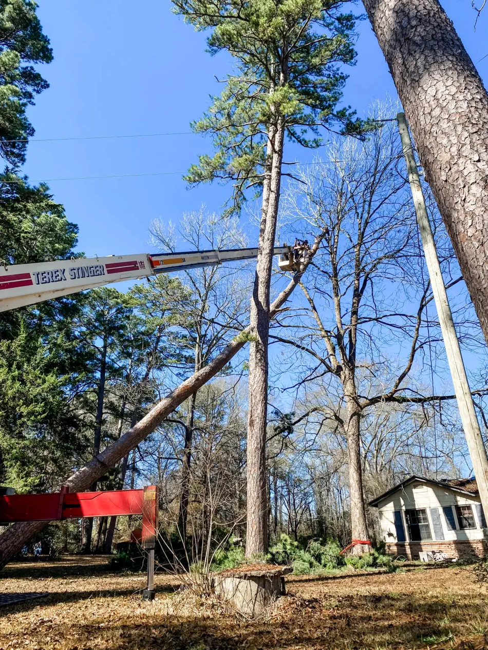 Campbell's Tree Service project 346