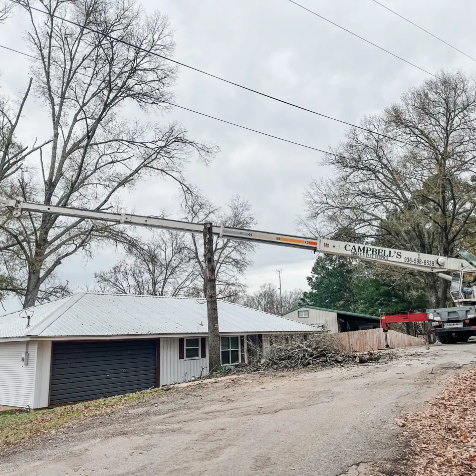 Campbell's Tree Service project 347