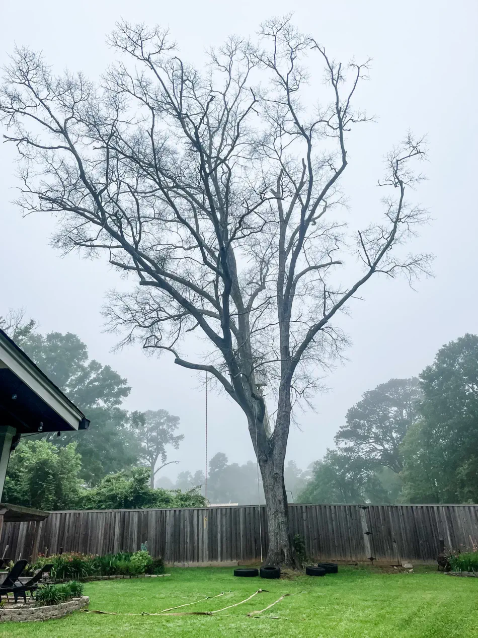 Campbell's Tree Service project 351