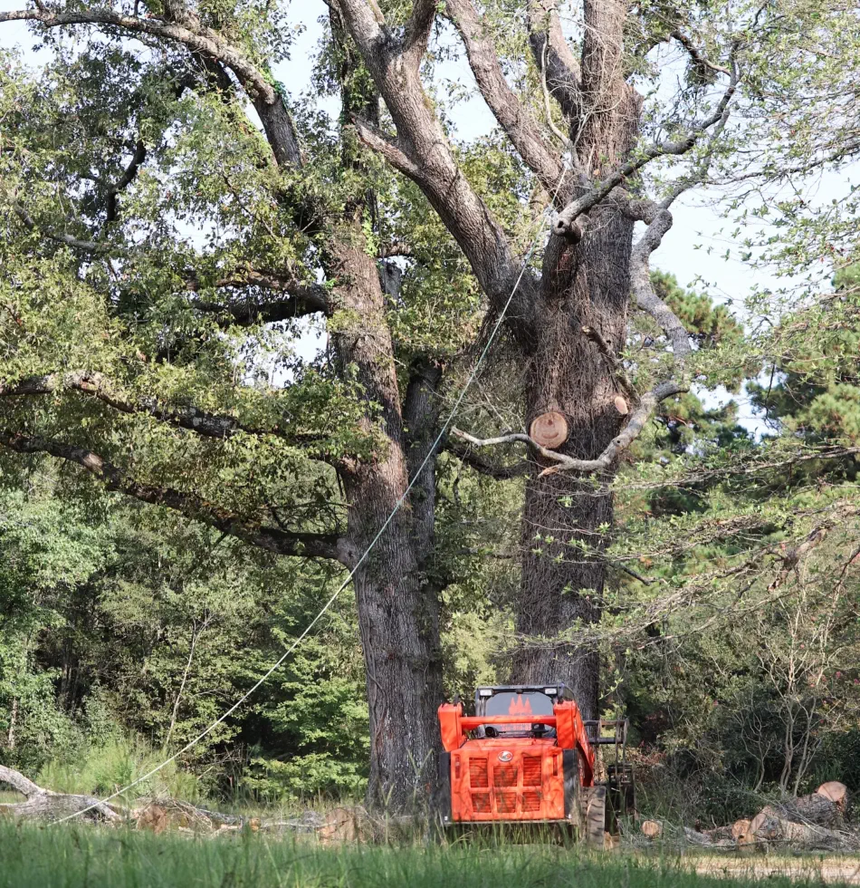 Campbell's Tree Service project 354