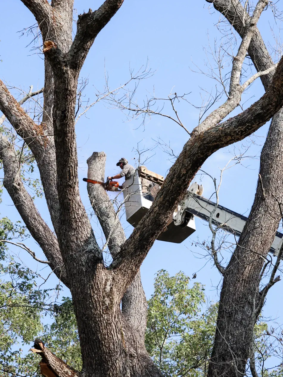 Campbell's Tree Service project 355