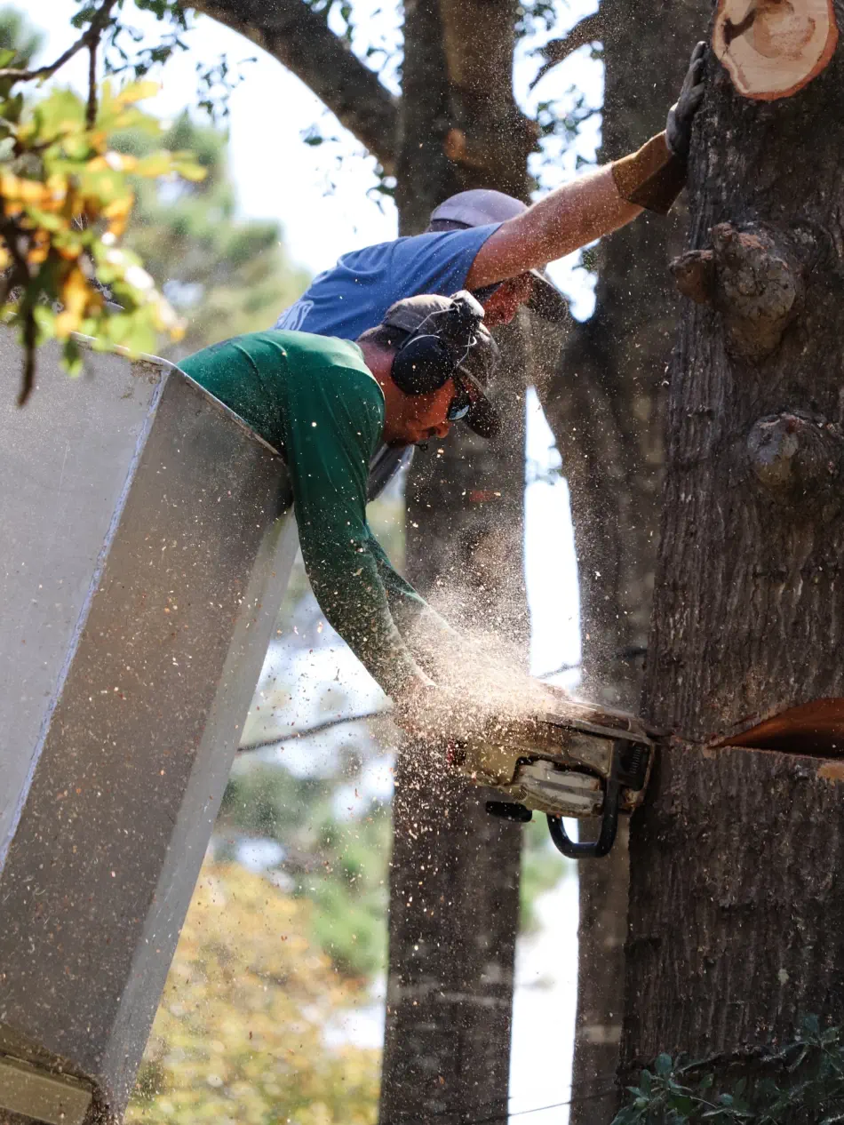 Campbell's Tree Service project 356