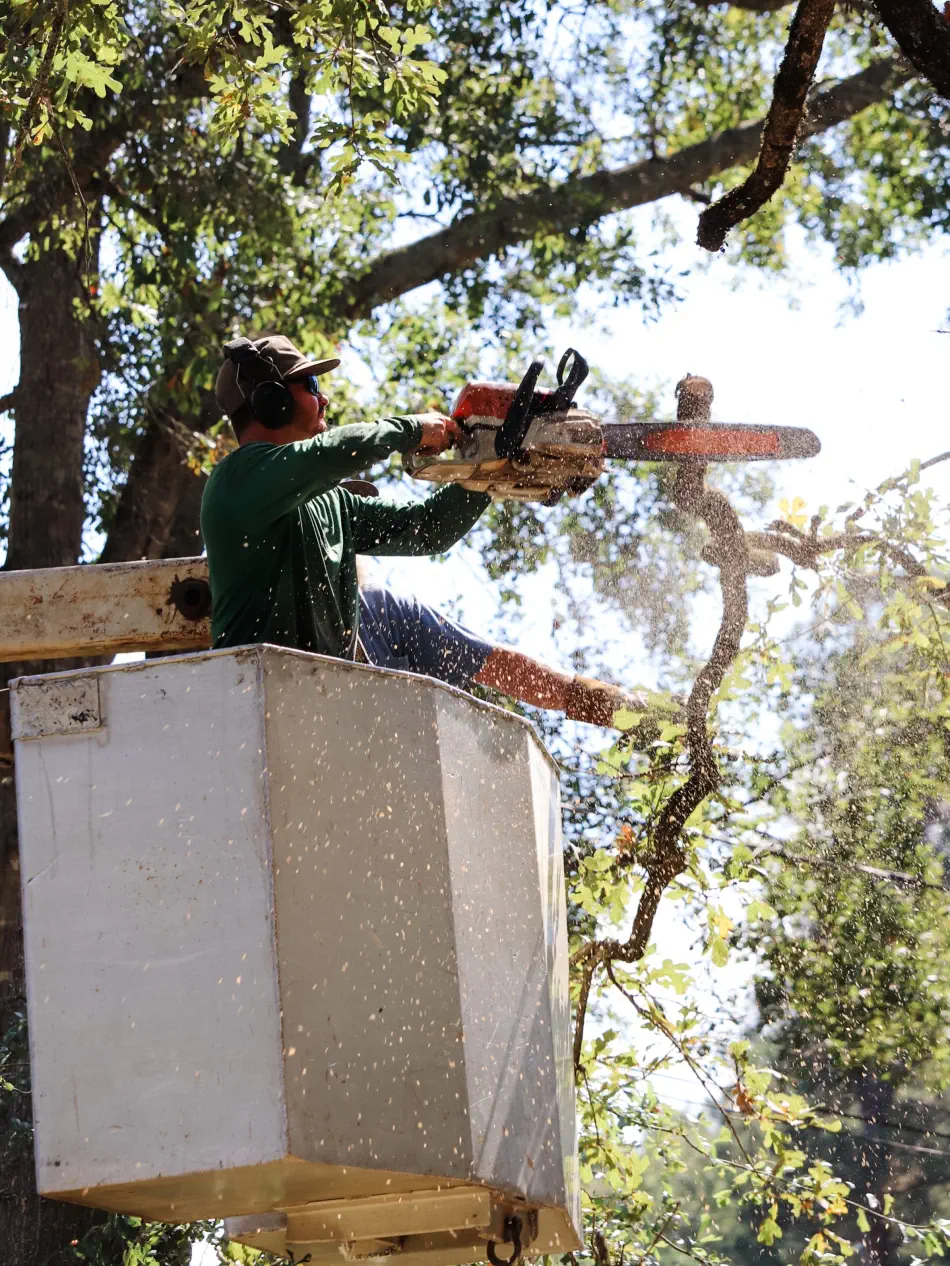 Campbell's Tree Service project 357