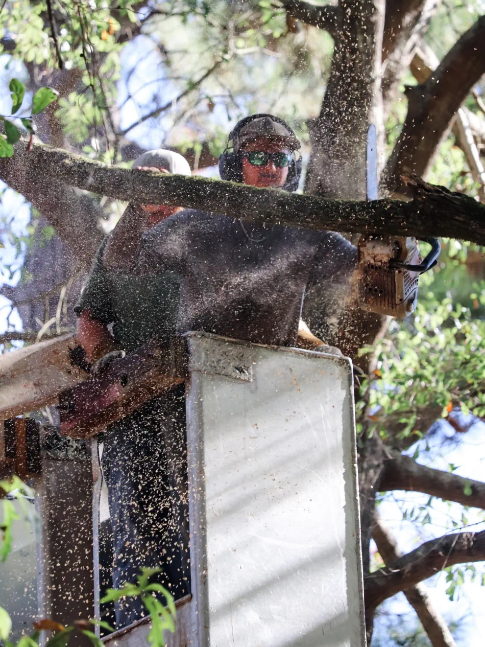 Campbell's Tree Service project 358