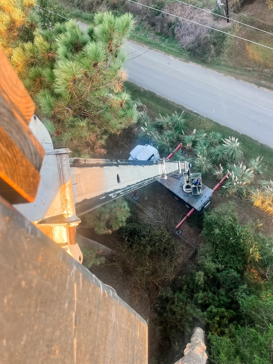 Campbell's Tree Service project 359