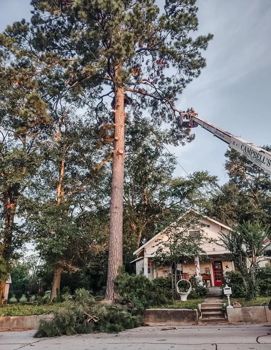 Campbell's Tree Service project 361