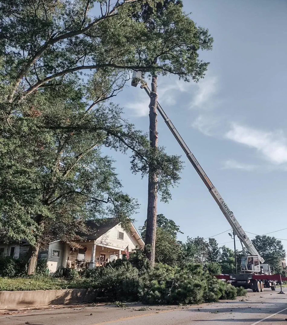 Campbell's Tree Service project 362