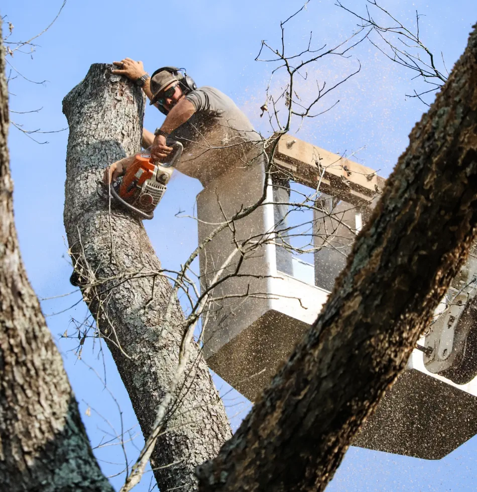 Campbell's Tree Service project 371