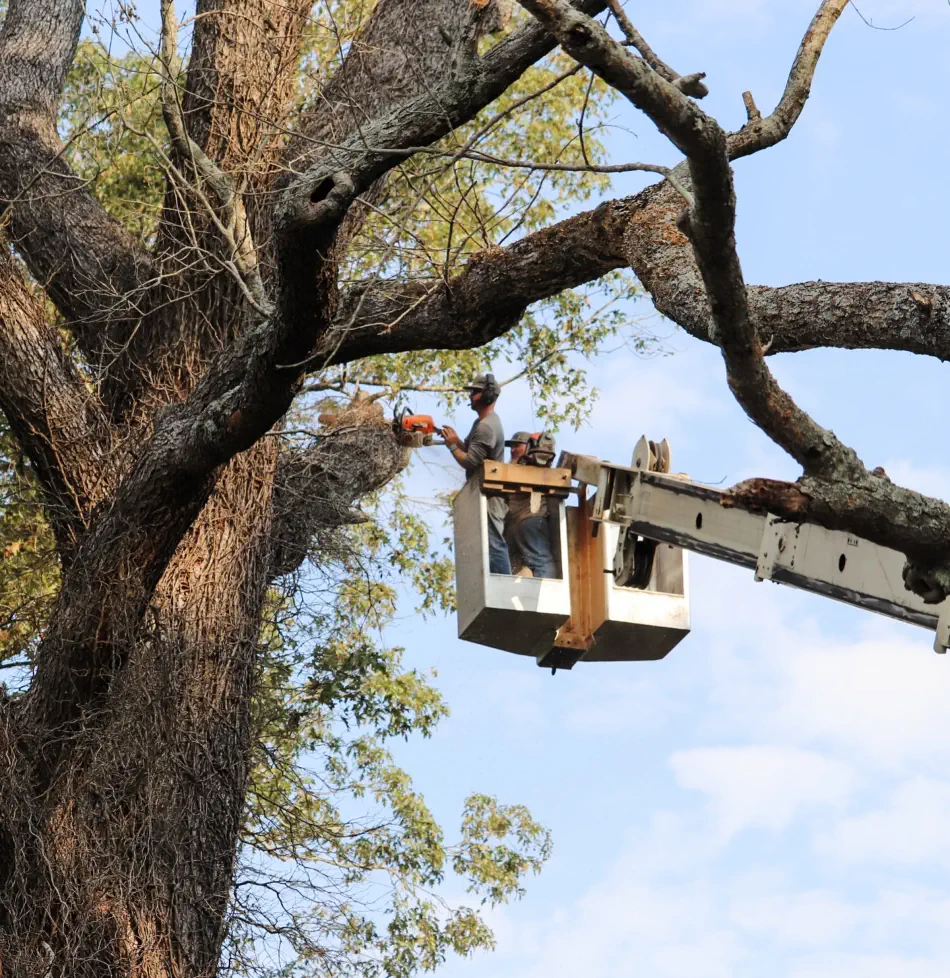 Campbell's Tree Service project 373