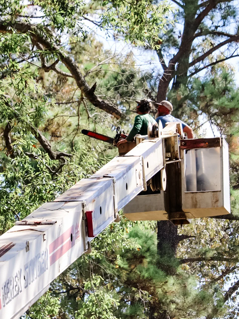 Campbell's Tree Service project 374