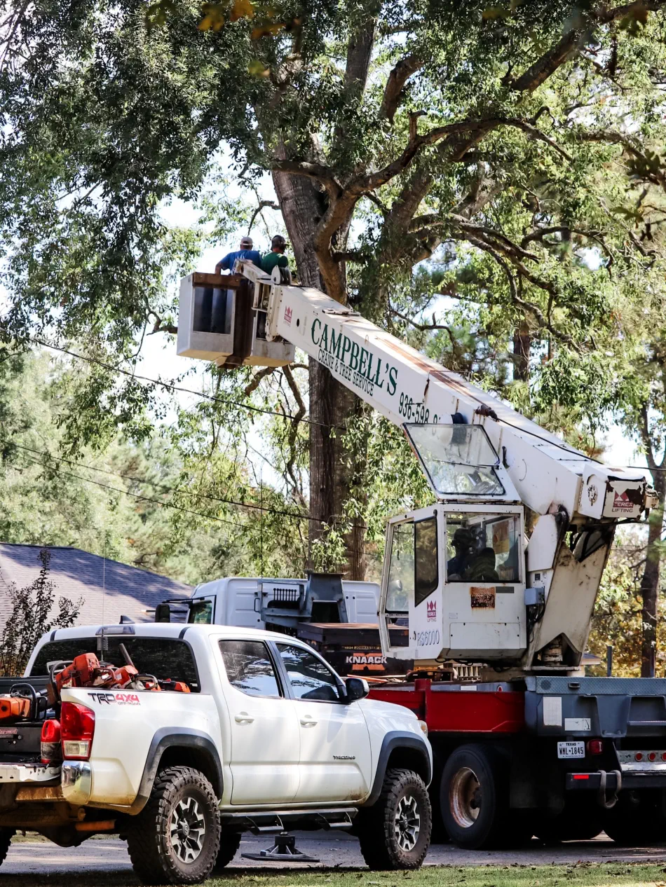 Campbell's Tree Service project 375