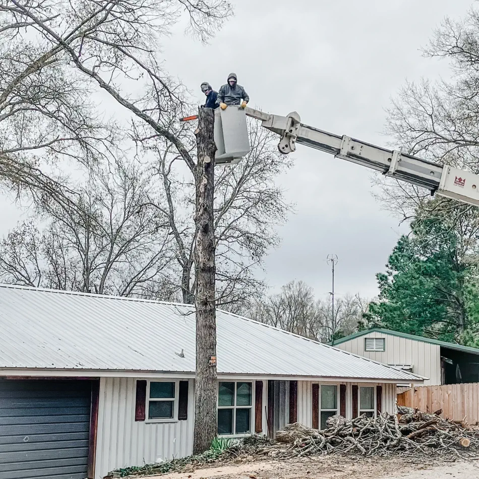 Campbell's Tree Service project 383