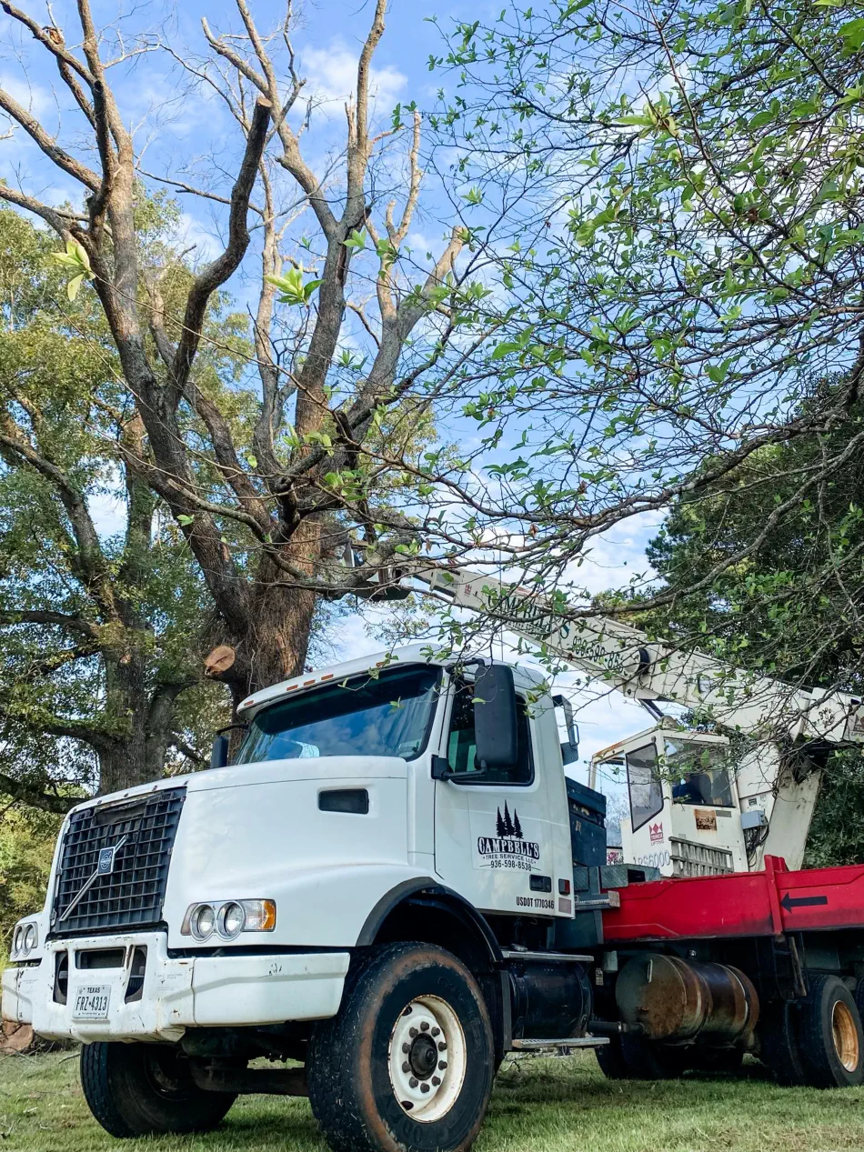 Campbell's Tree Service project 388
