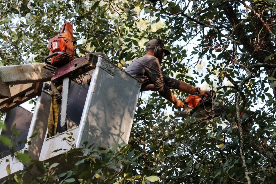 Campbell's Tree Service project 391