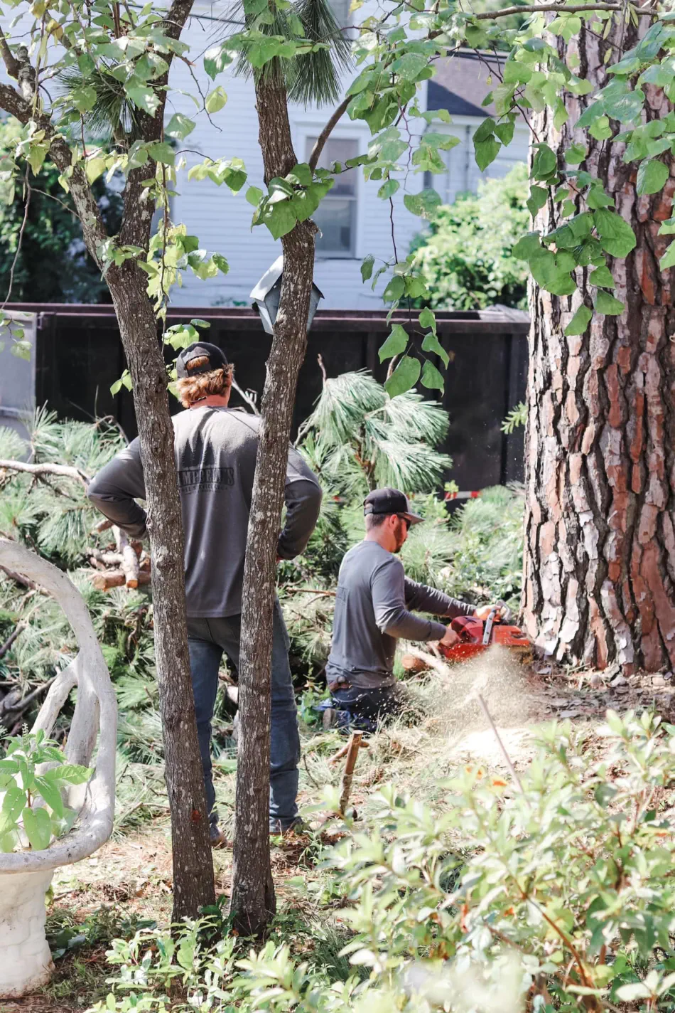 Campbell's Tree Service project 398