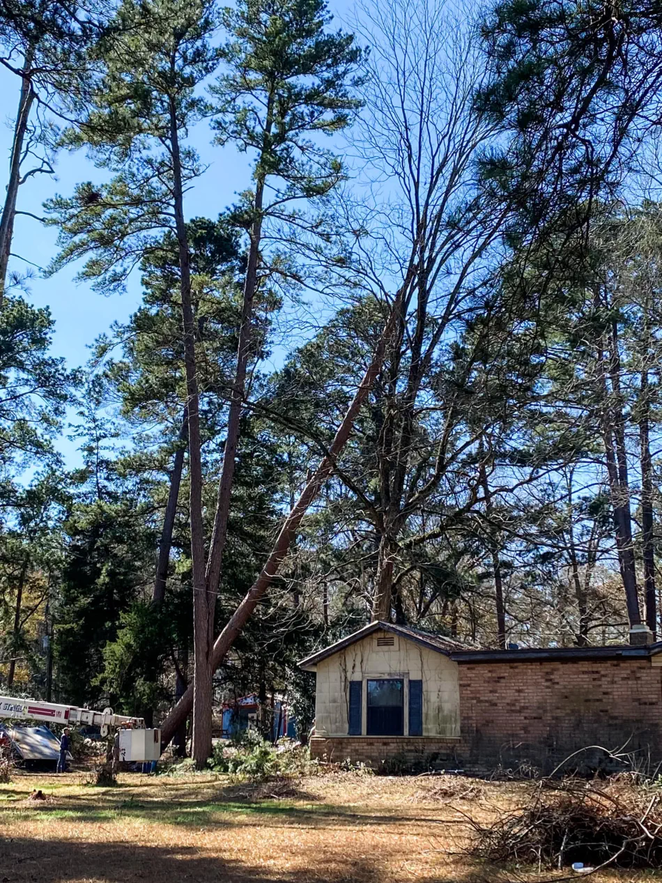 Campbell's Tree Service project 401