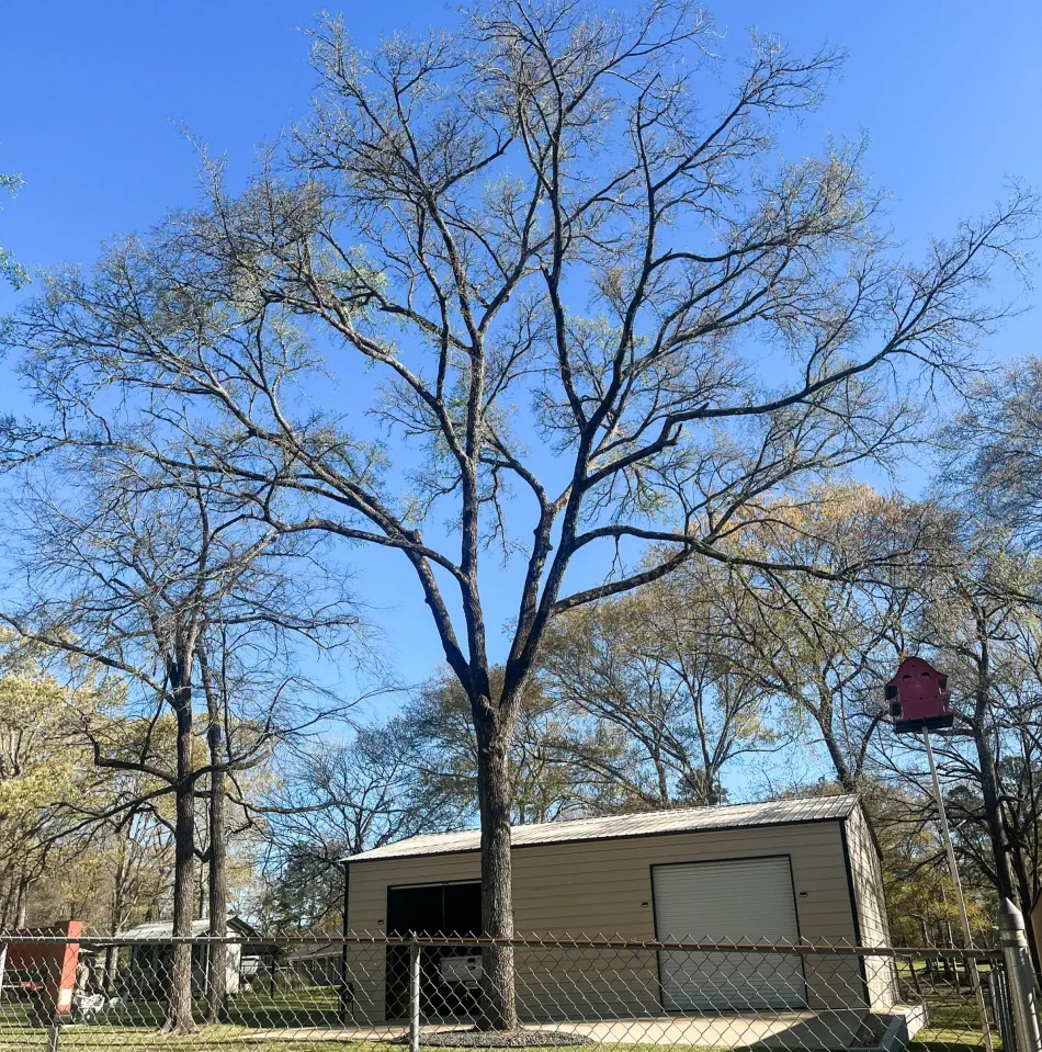 Campbell's Tree Service project 403