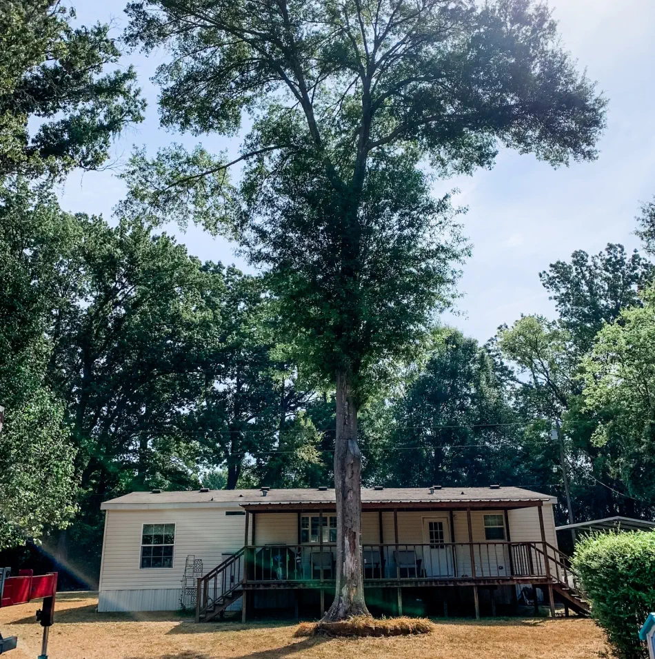 Campbell's Tree Service project 404