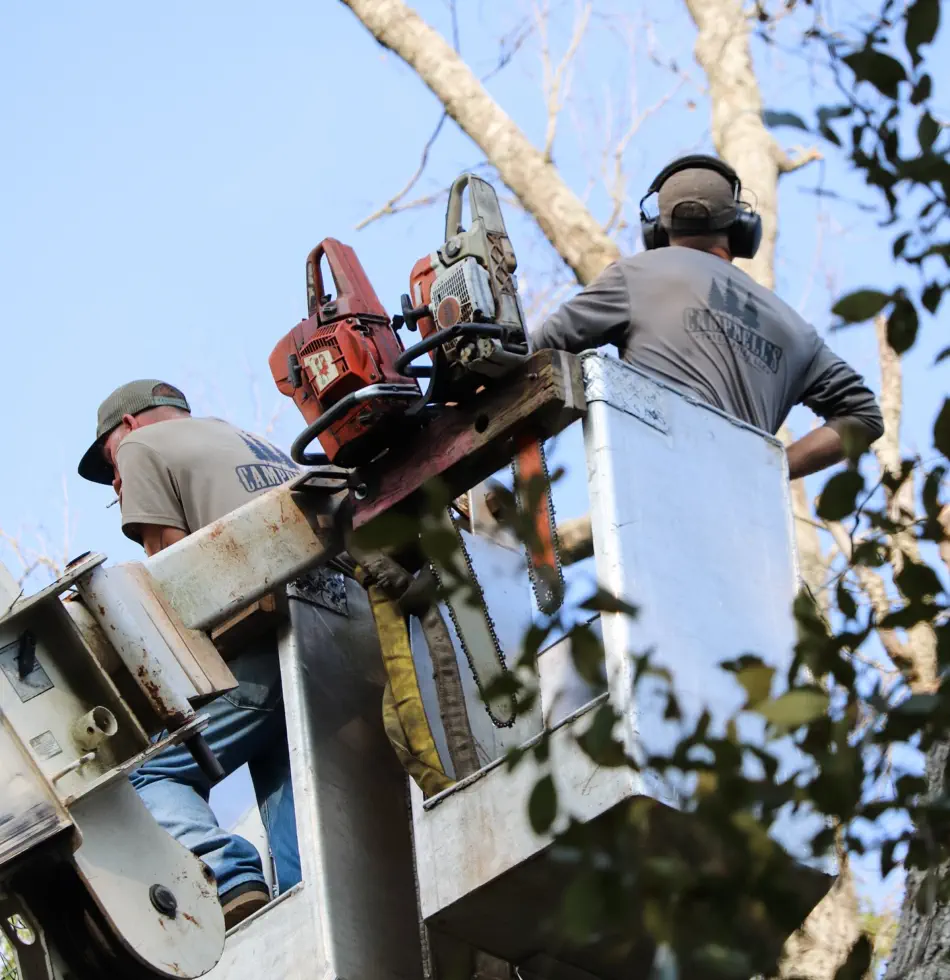 Campbell's Tree Service project 409