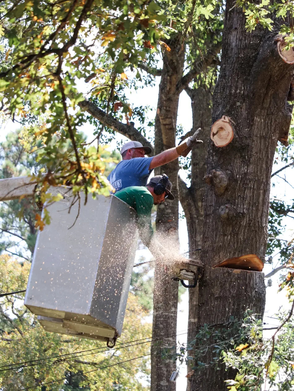 Campbell's Tree Service project 411
