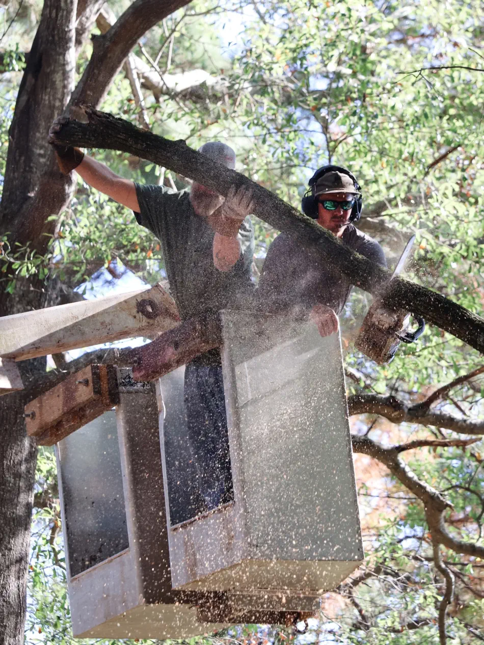 Campbell's Tree Service project 412