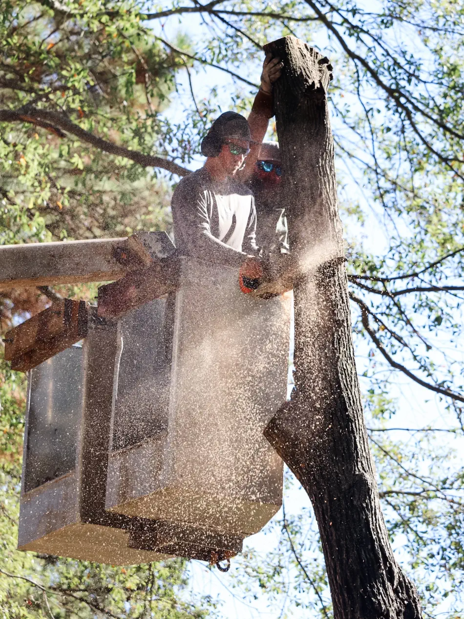 Campbell's Tree Service project 413