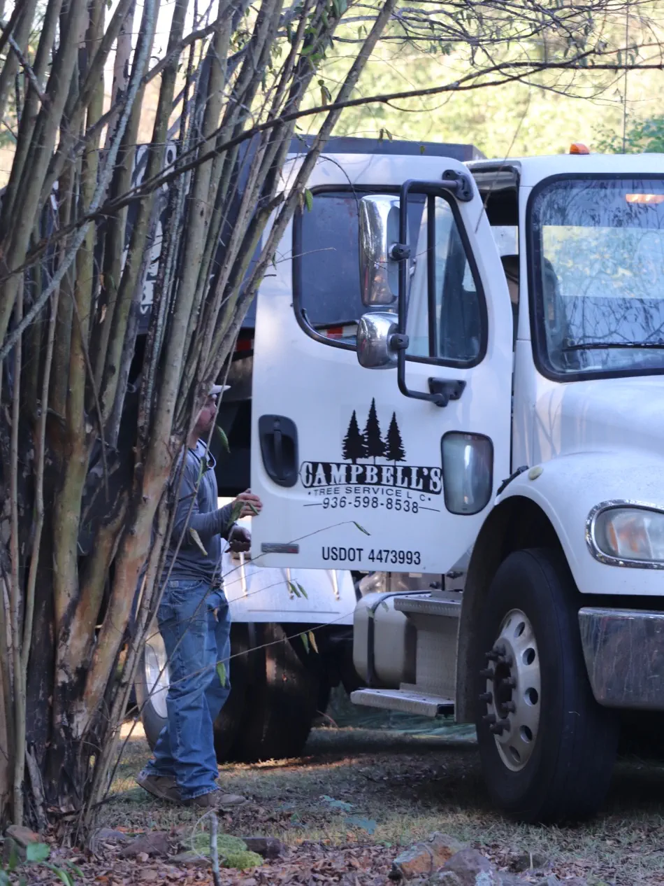 Campbell's Tree Service project 414