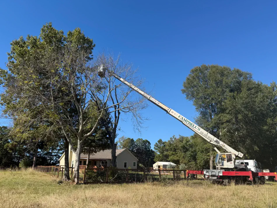 Campbell's Tree Service project 497