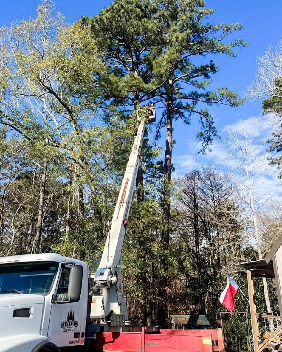 Campbell's Tree Service project 498